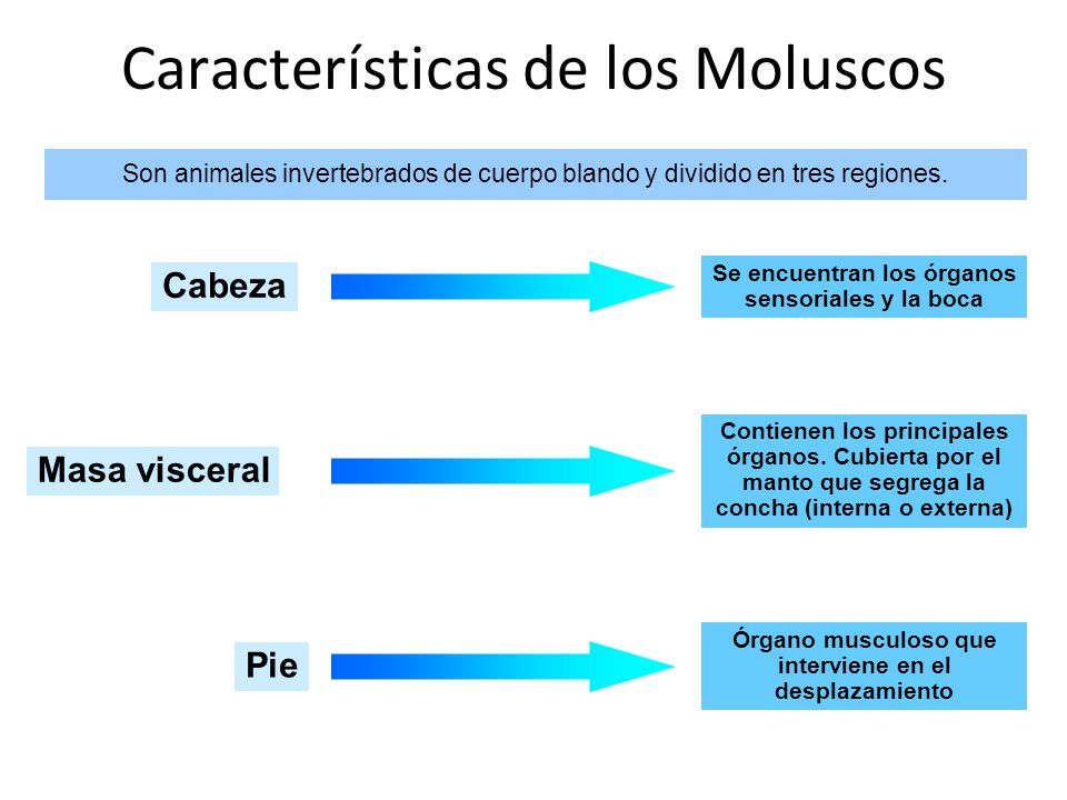 Que lombrices se multiplican en la persona